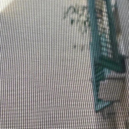 Ghibellina Kato * フィレンツェ